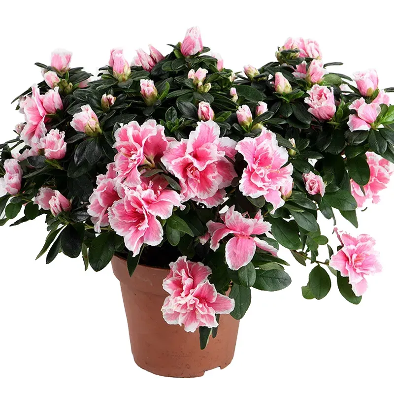 Азалия горшечная