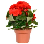 Бегония красная горшечная