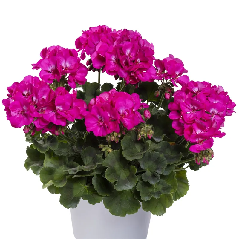 Горшечная пеларгония фиолетовая